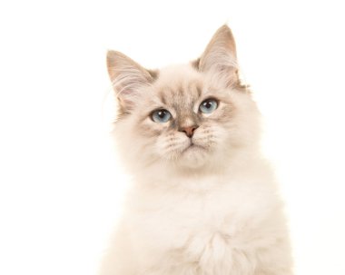 Birman yavru kedi kedi beyaz zemin üzerine mavi gözlü portresi