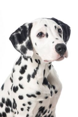 Beyaz bir arka plan üzerinde ararken bir sevimli Dalmaçyalı köpeğin portresi