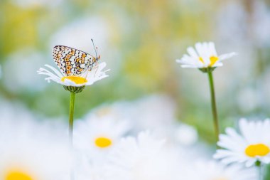 Papatyalar bir alanda dinlenme sevimli Glanville Fritillary kelebek