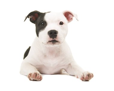 Beyaz bir arka plan üzerinde sağa arıyorsunuz komik siyah beyaz çukur boğa korkunç köpek yavrusu portresi