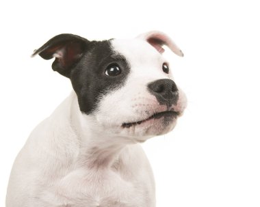 Beyaz bir arka plan üzerinde sağa arıyorsunuz komik siyah beyaz çukur boğa korkunç köpek yavrusu portresi