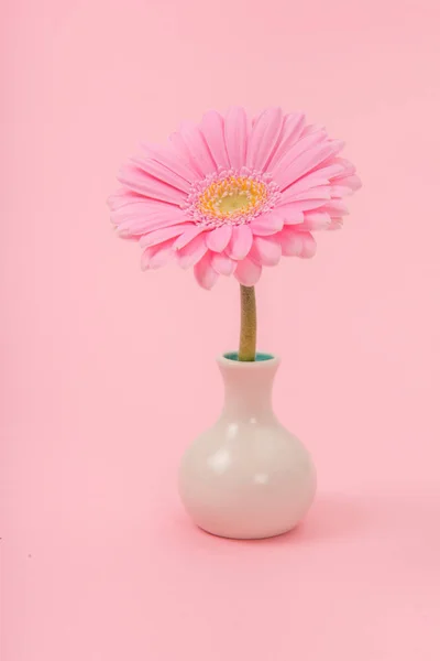 Flor de gerberas rosa en un jarrón blanco sobre un fondo rosa suave — Foto de Stock