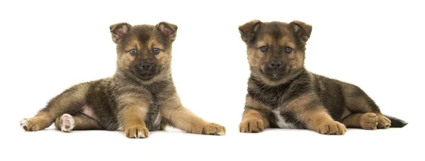 Two pomsky puppy dogs lying down seen from the side isolated — Stock Photo, Image