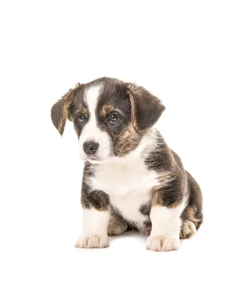 Симпатичний сидячий валлійський цуценя собака Коргі виглядає сумно — стокове фото