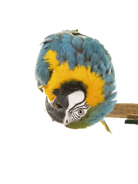 Guacamayo azul y amarillo sentado boca abajo en un palo de madera —  Fotos de Stock