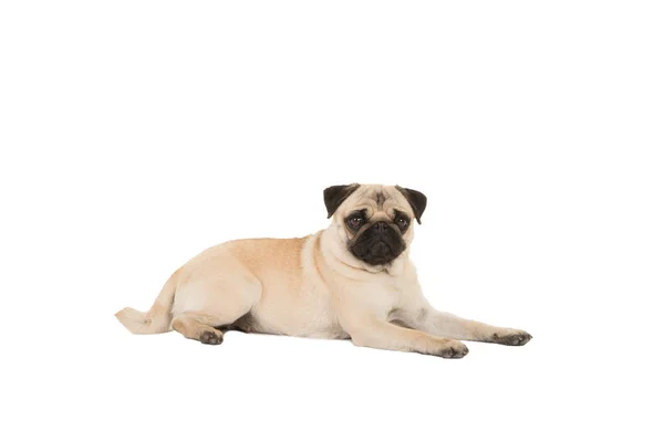 Pug cão visto do lado deitado isolado em um fundo branco — Fotografia de Stock