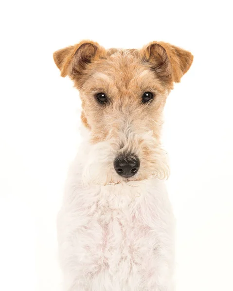 Dla dorosłych fox terrier pies portret na białym tle na białym tle — Zdjęcie stockowe