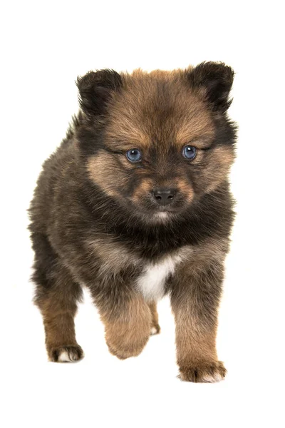 Pomsky cachorro, mezcla husky y pomerania, con ojos azules caminando hacia la cámara aislados sobre un fondo blanco — Foto de Stock