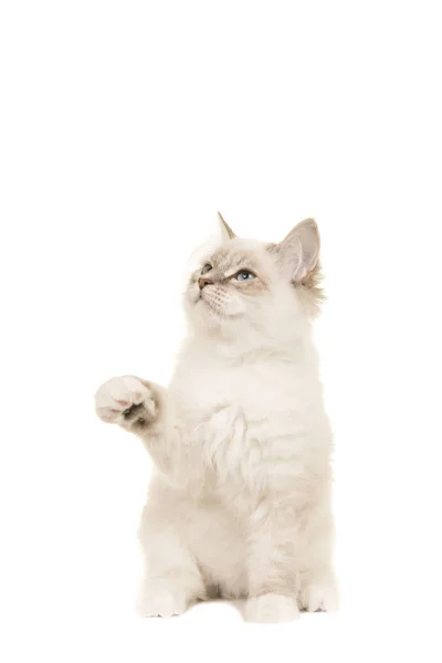 Şirin birman yavru kedi kedi seyir oturan ve beyaz bir arka plan üzerinde izole pençe savunduğun — Stok fotoğraf
