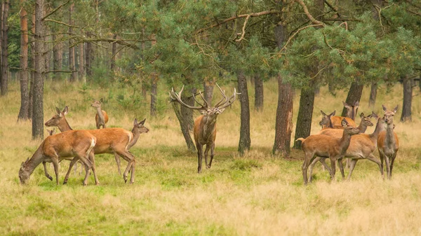 Mead czerwony Jeleń jelenie w otoczeniu kobiet jelenie w lesie jesienią — Zdjęcie stockowe
