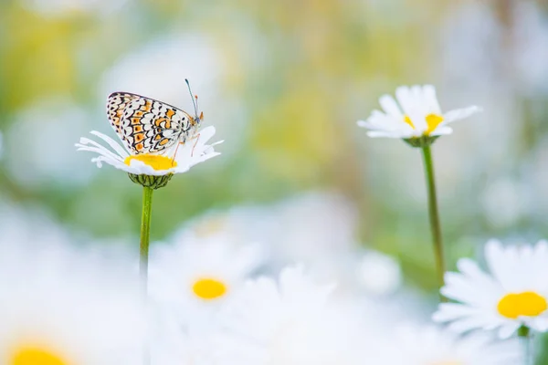Pretty Glanville Fritillary mariposa descansando en un campo de margaritas — Foto de Stock
