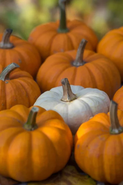 Varias calabazas anaranjadas y blancas —  Fotos de Stock