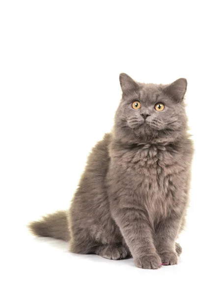 Pretty blue gray british longhair cat sitting looking up seen from the side facing the camera isolated on a white background — Stock Photo, Image