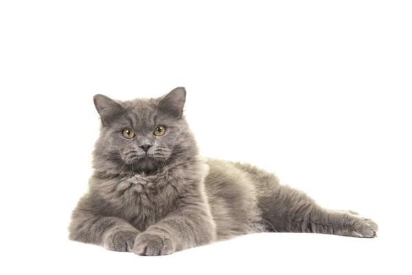 Grazioso gatto longhair grigio britannico blu sdraiato sul pavimento visto dal lato rivolto verso la fotocamera isolato su uno sfondo bianco — Foto Stock