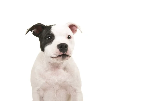 Retrato de um engraçado preto e branco pit bull terrier filhote de cachorro olhando para a direita em um fundo branco — Fotografia de Stock