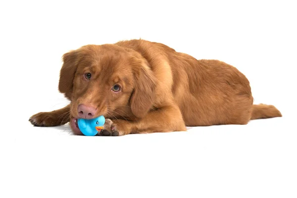 Nova Scotia Duck Tolling Retriever deitado no chão mastigando seu brinquedo de pato de borracha — Fotografia de Stock