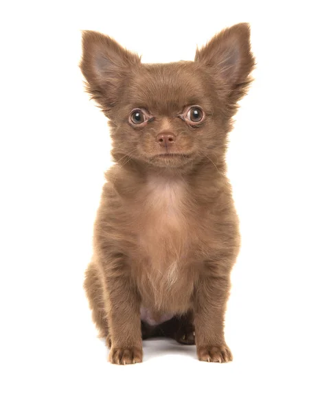 Brauner Chihuahua-Welpe sitzt und schaut in die Kamera — Stockfoto