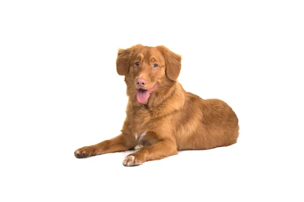 Nova Scotia Duck Tolling Retriever dog lying on the floor mouth — Stock Photo, Image