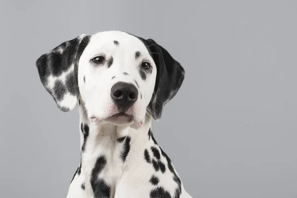 Perro dálmata mirando hacia arriba retrato sobre un fondo gris —  Fotos de Stock