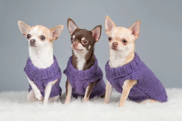 Üç sevimli oturma chihuahua giyen mor örgü kazak köpekler