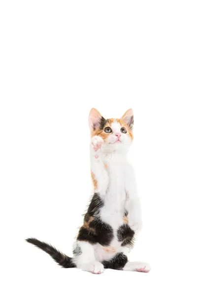 Söt ung katt sitter upp och sticker sin tass upp till reach något isolerade på en vit bakgrund — Stockfoto