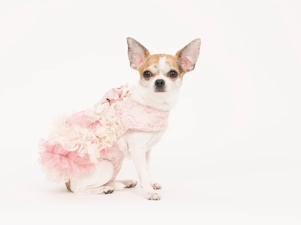 Chihuahua cane indossa un abito rosa su uno sfondo bianco — Foto Stock