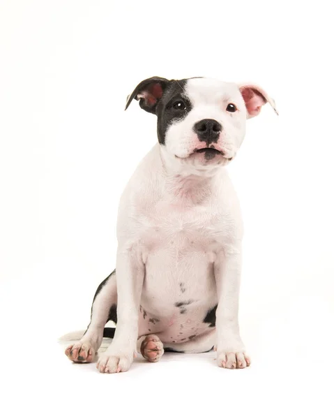 Preto e branco pit bull terrier cachorro — Fotografia de Stock