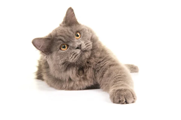 Mignon gris british longhair chaton couché — Photo