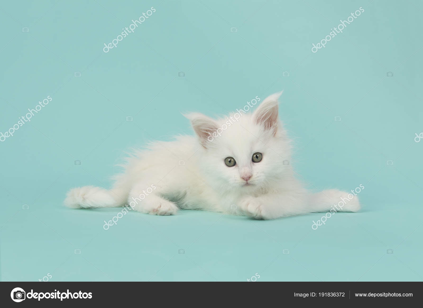 Cute White Main Coon Baby Cat Kitten Lying Down And Playing On A Blue Background Stock Photo Image By C Miraswonderland