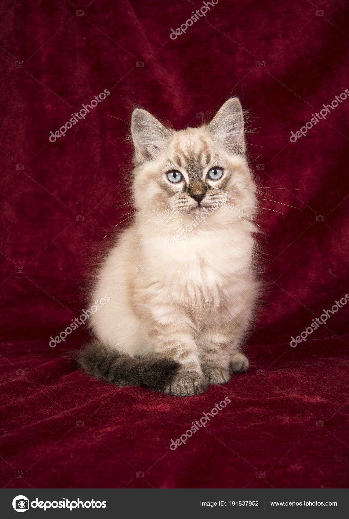 baby ragdoll