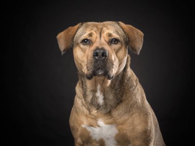 Rottweiler mix köpek siyah bir zemin üzerine portresi