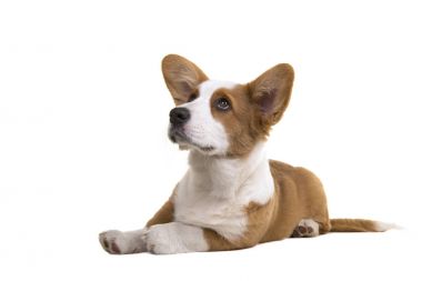 Şirin Galce corgi köpek yavrusu arıyorum