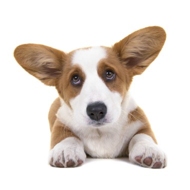 Adorabel Galce corgi köpek yavrusu