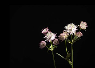 Siyah bir kağıt üzerinde büyük masterwort çiçek çiçeklenme