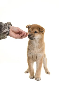 Beyaz bir arka plan üzerinde izole bir el tarafından besleniyor Shiba Inu köpek yavrusu