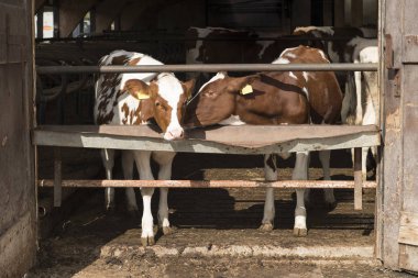 İki calfs bir ahşap ahırı içinde açık bir kapı ayakta