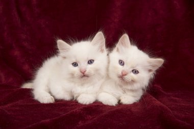 Bordo kadife düz bir arka plan üzerinde uzanmış iki bebek ragdoll kedi