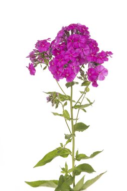 Beyaz bir arka plan üzerinde izole mor çiçek açan phlox çiçek