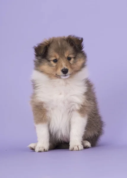 Cãozinho Sheltie em um fundo roxo — Fotografia de Stock