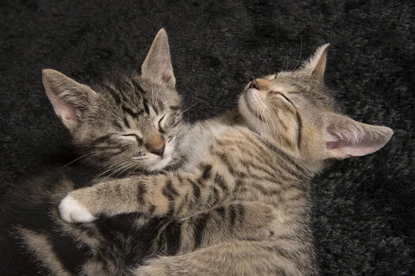 Двоє сплячих кошенят тримають один одного — стокове фото