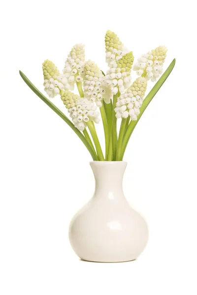 Buquê de flores de jacintos de uva branca em um vaso branco — Fotografia de Stock