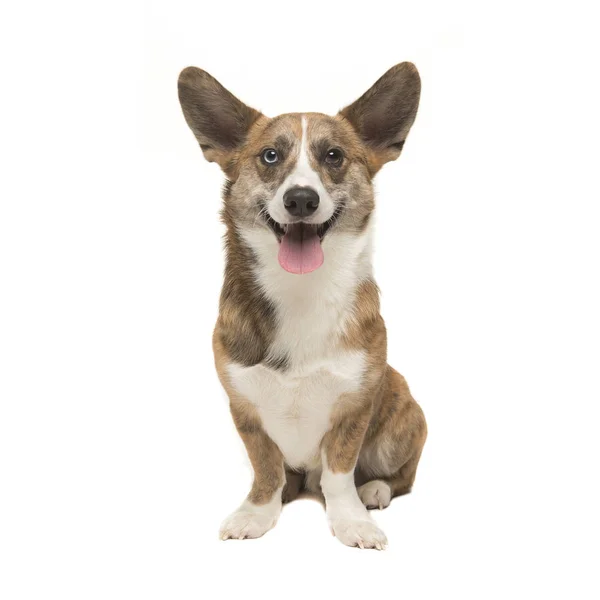 Валлийская корги пемброд взрослая собака, видимая спереди, лицом к окну — стоковое фото
