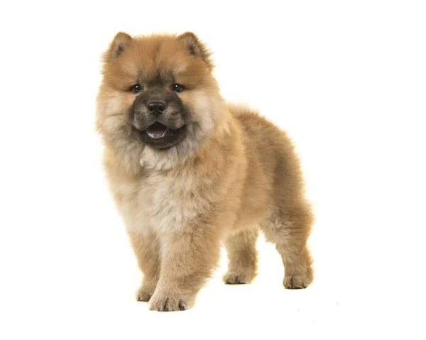 De pie chow chow cachorro visto desde el frente mirando a la cámara — Foto de Stock