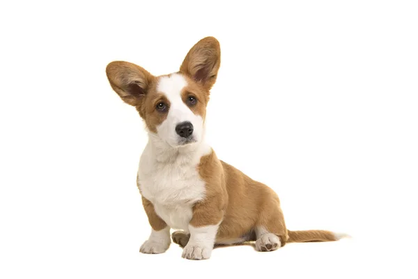 Lindo marrón y blanco sentado galés corgi pembroke cachorro —  Fotos de Stock