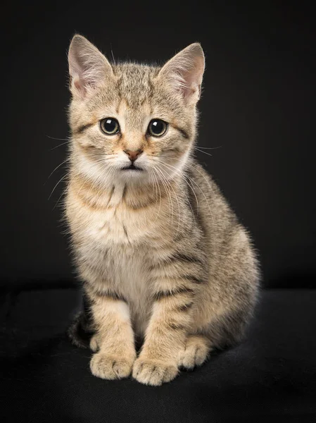 Cute sitting tabby baby cat looking at the camera on a black background — Stock Photo, Image