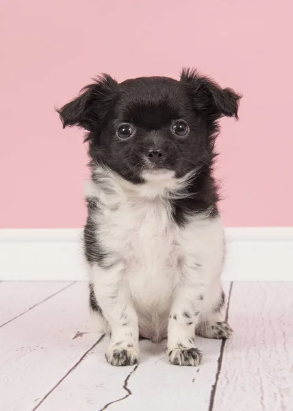 Söt svartvit chihuahua valp sitter i ett rosa vardagsrum — Stockfoto