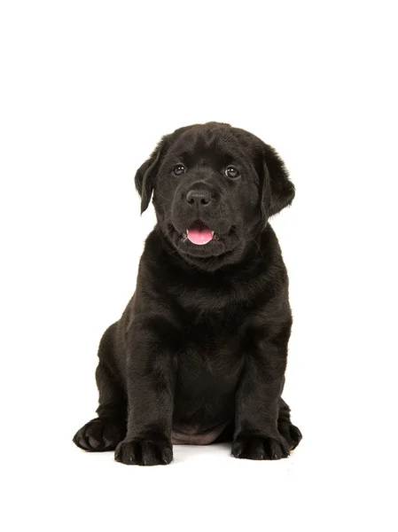 黑色拉布拉多猎犬小狗坐在看相机 — 图库照片