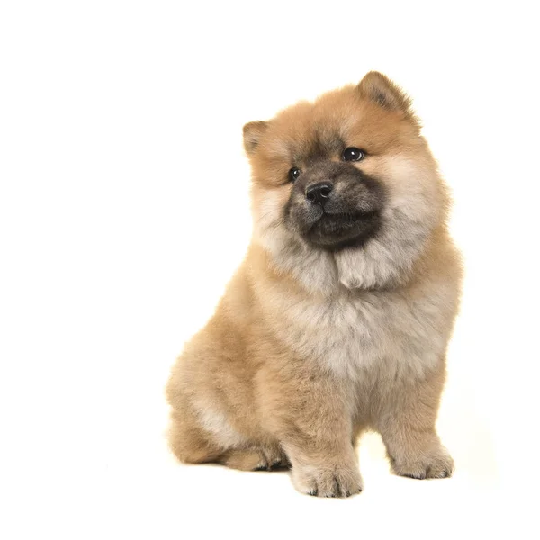 Cute sitting chow chow puppy looking over its shoulder isolated — Stock Photo, Image