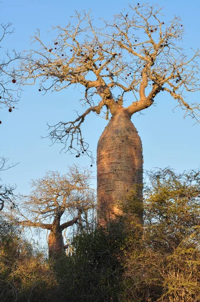 Grande árvore de baobá em pé em Madagáscar — Fotografia de Stock