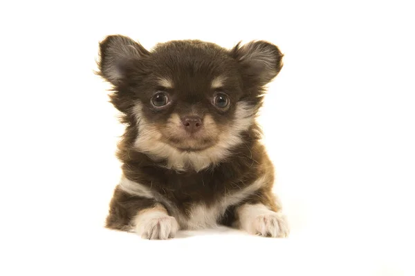 Bonito cachorro chihuahua deitado visto da frente olhando para a câmera — Fotografia de Stock